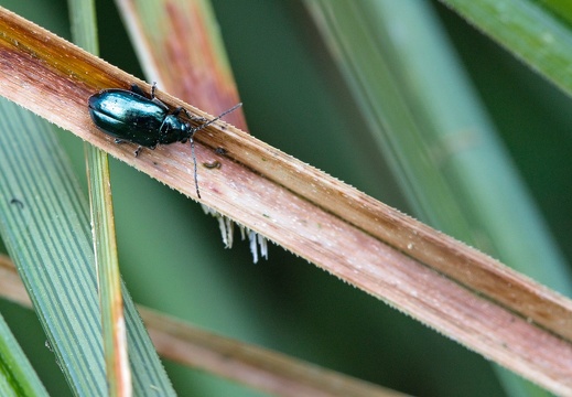 Nature en vadrouille