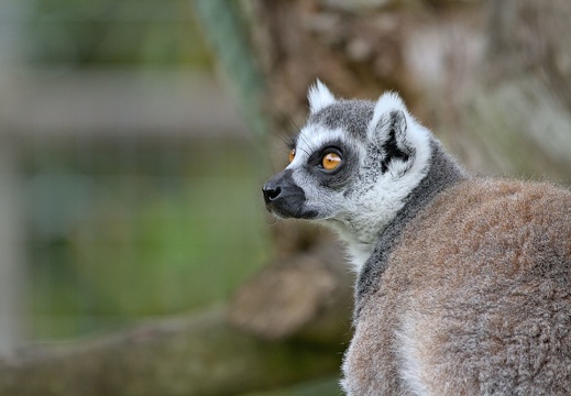 Parcs Animaliers
